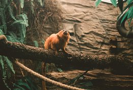 ZOO Hluboká