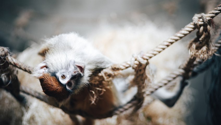 ZOO Hluboká